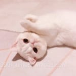 صارف کا اواتار